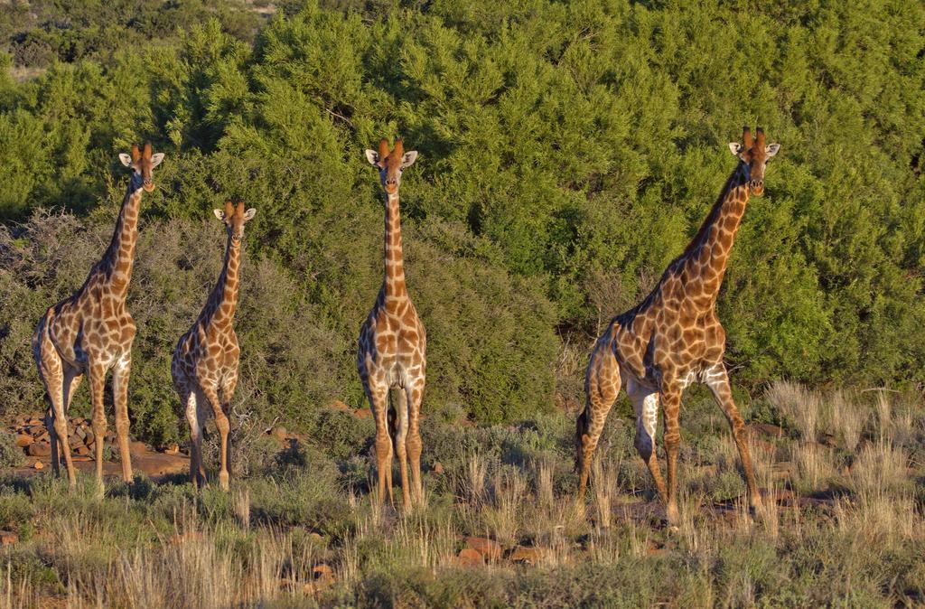 Ko Ka Tsara Bush Camp Villa Beaufort West Exterior photo